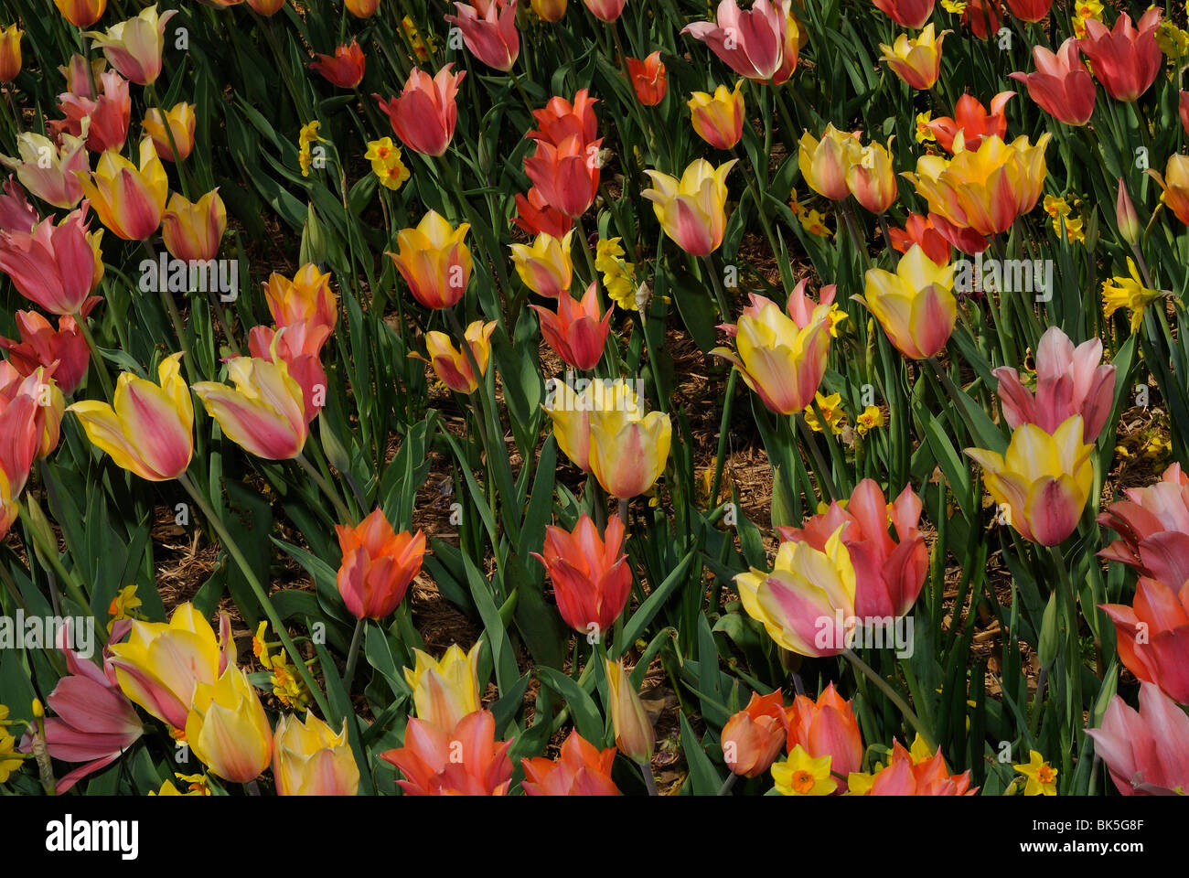 Flower bed of tulips in the Dallas Arboretum Park, Texas Stock Photo