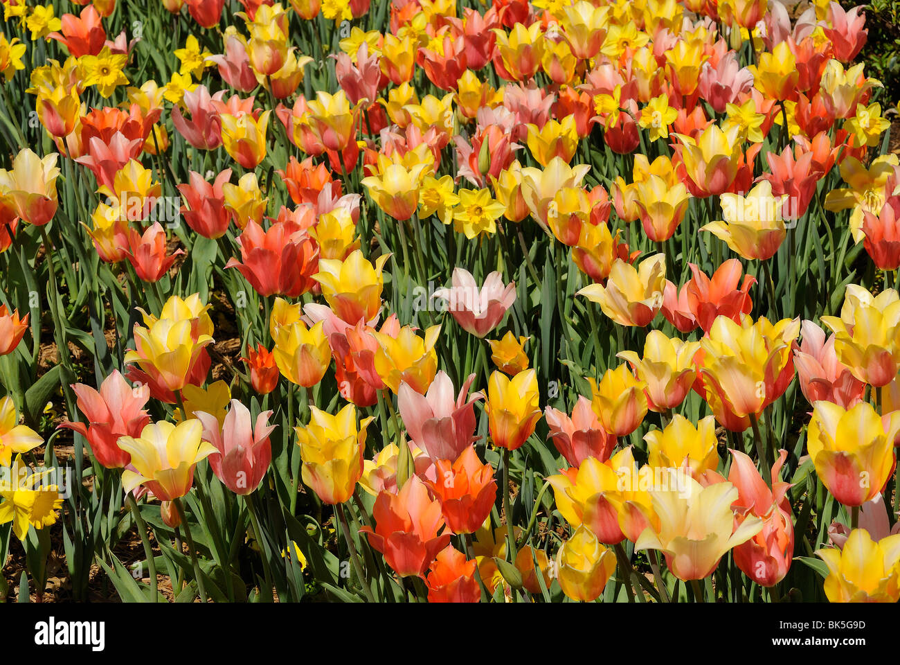 Flower bed of tulips in the Dallas Arboretum Park, Texas Stock Photo