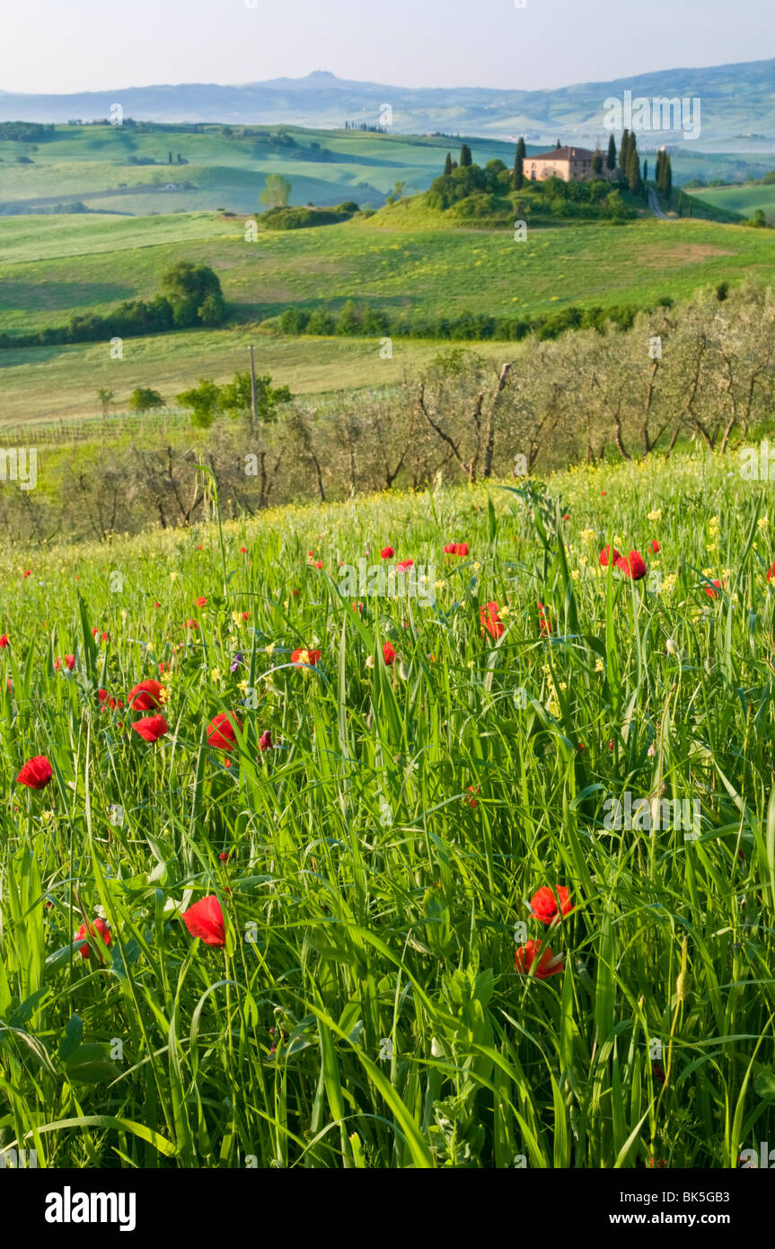 Val d'Orcia showing Belvedere and rolling Tuscan countryside, UNESCO World Heritage Site, San Quirico d'Orcia, Tuscany, Italy Stock Photo