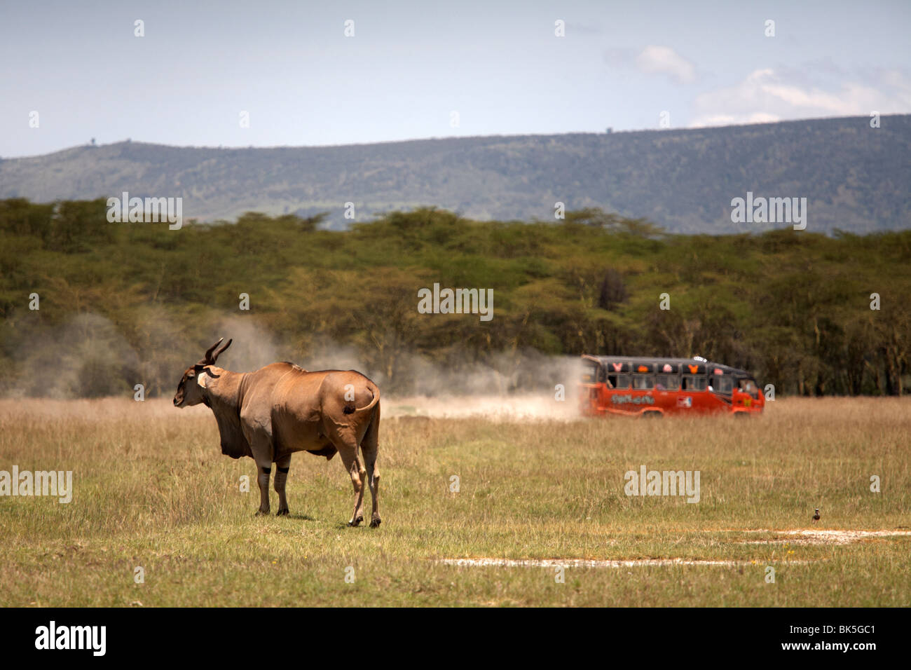 Tourists speed past an eland antelope at Lake Nakuru National Park, Kenya, East Africa, Africa Stock Photo