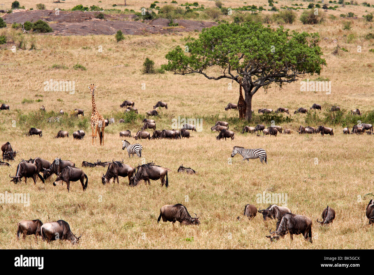 Wildlife in abundance in the Masai Mara National Reserve, Kenya, East Africa, Africa Stock Photo