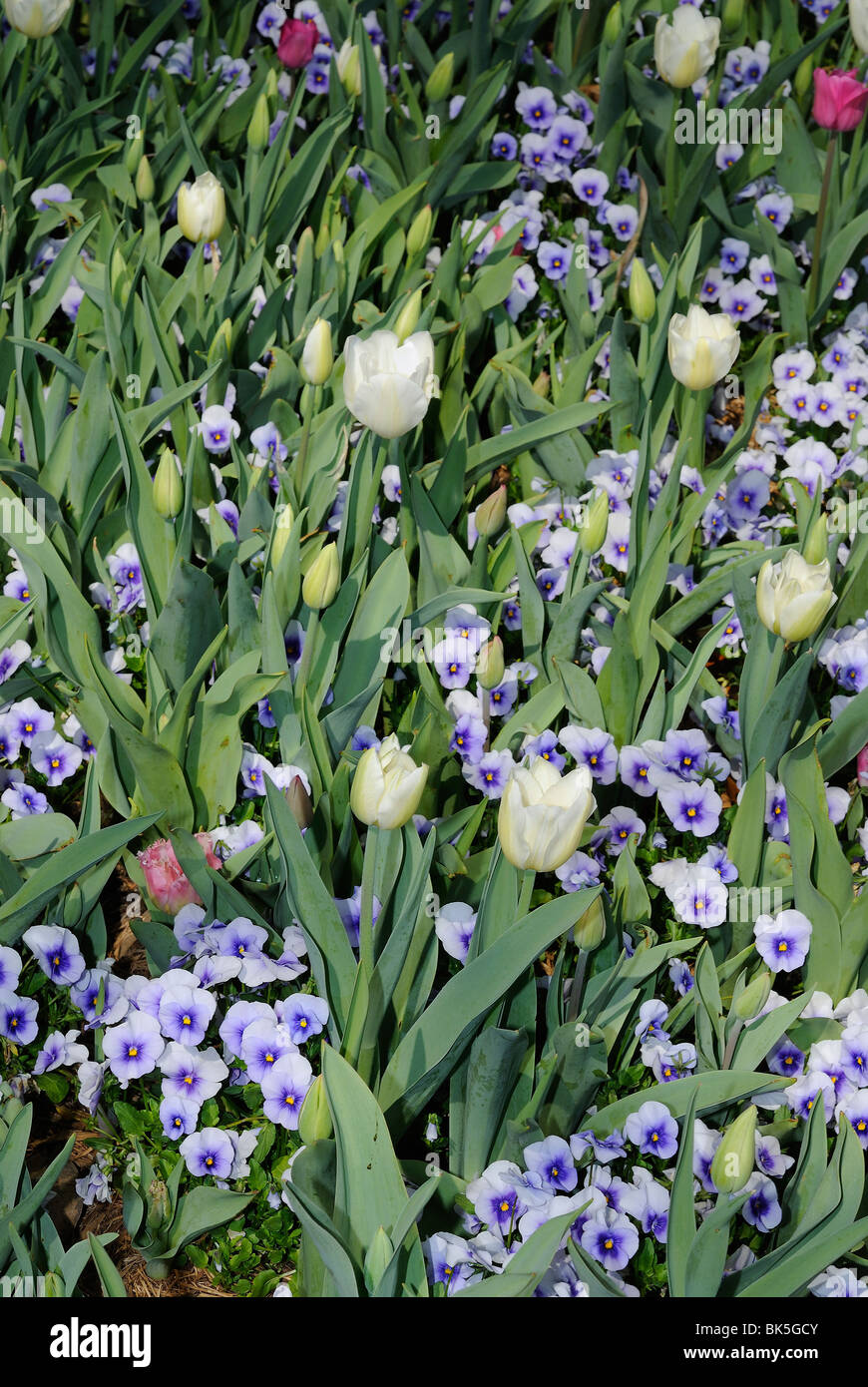 Flower bed of tulips and pansies blooming in the Dallas Arboretum Park, Texas Stock Photo