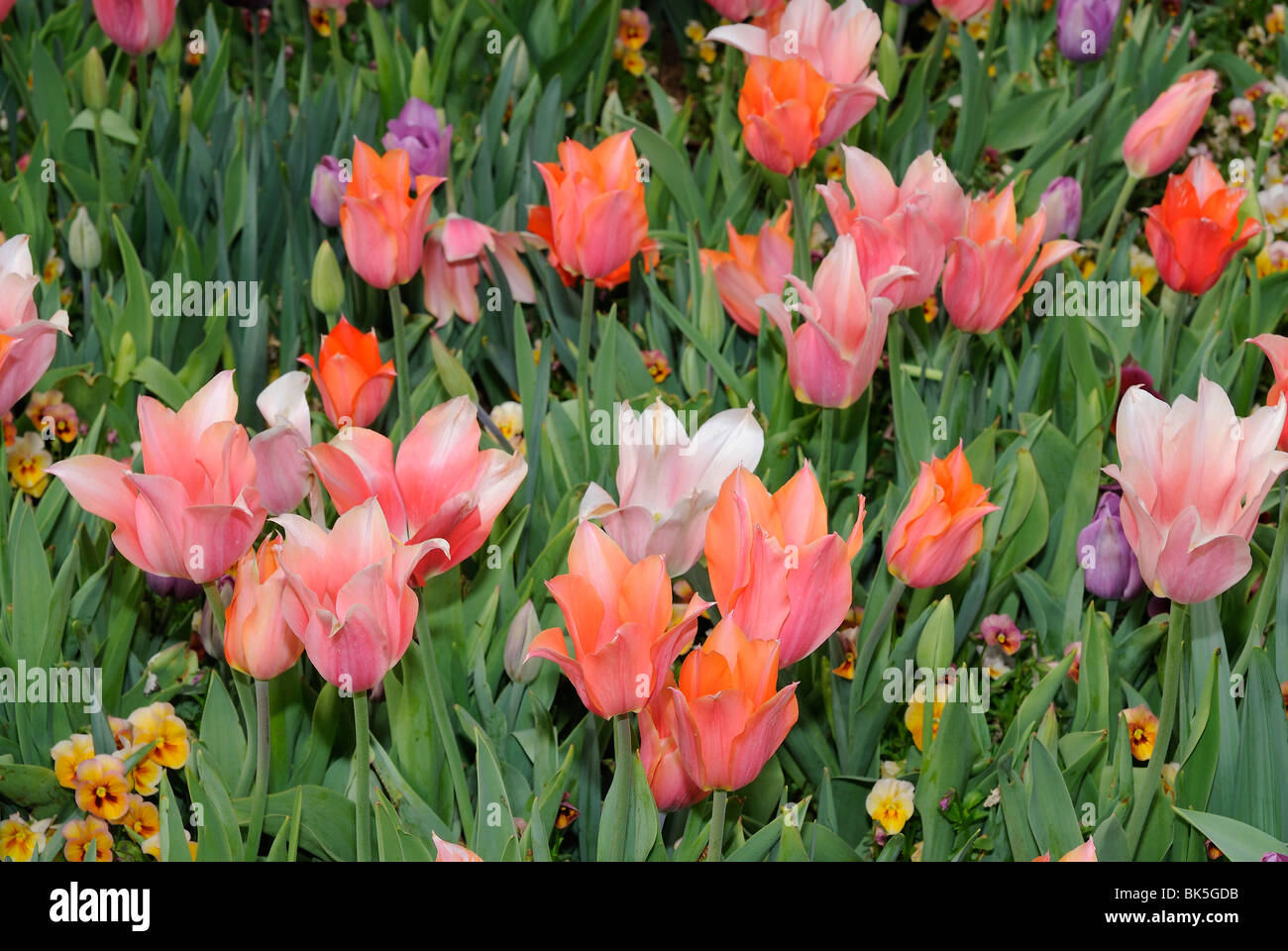 Flower Bed Of Tulips And Pansies Blooming In The Dallas Arboretum