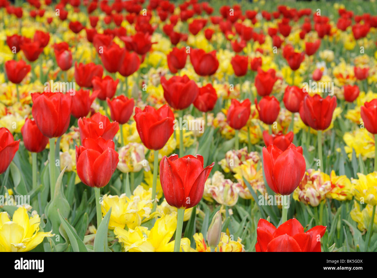 Flower bed of red and yellow tulips in the Dallas Arboretum Park, Texas ...