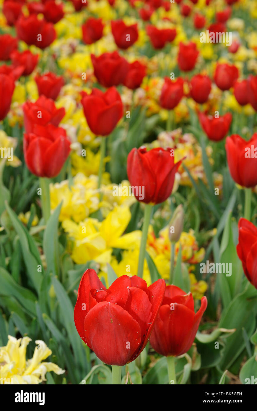 Flower bed of red and yellow tulips blooming in the Dallas Arboretum ...