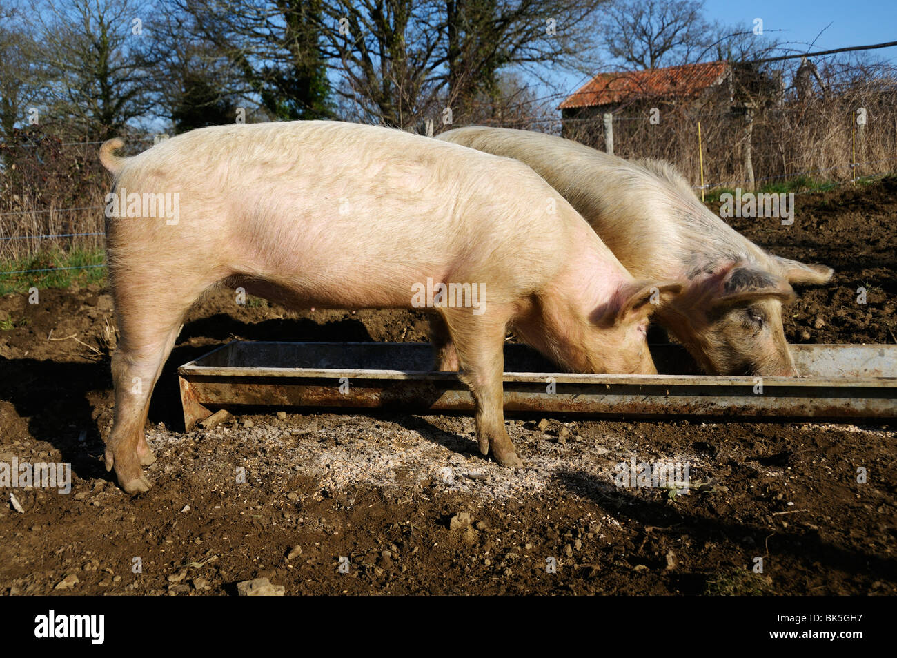 Stock photo of pigs feeding from a trough Stock Photo Alamy