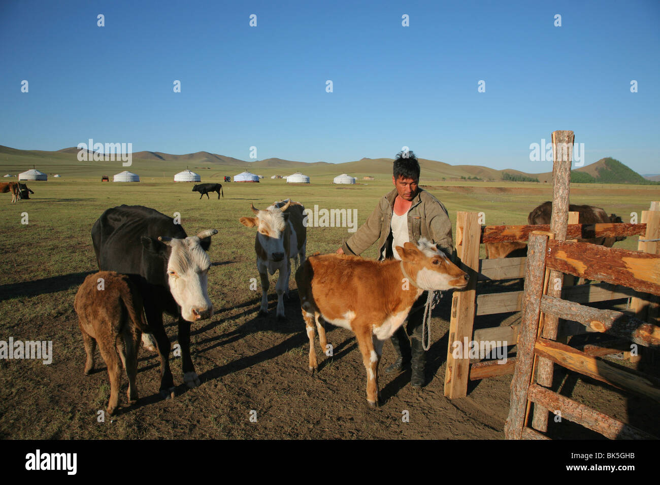 Man milking cows with yurts in the background, Mongolia Stock Photo