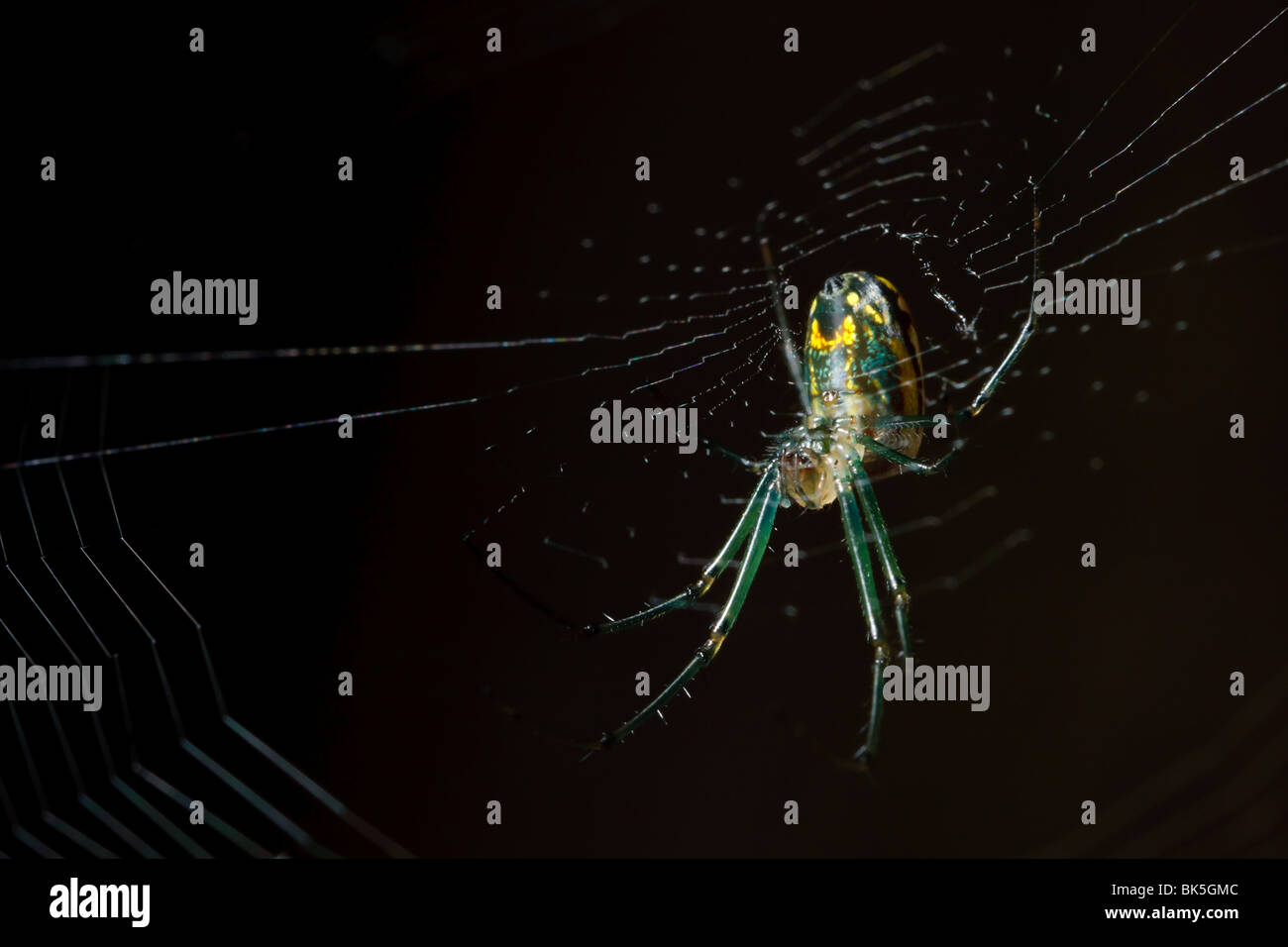 Spider upside down hires stock photography and images Alamy