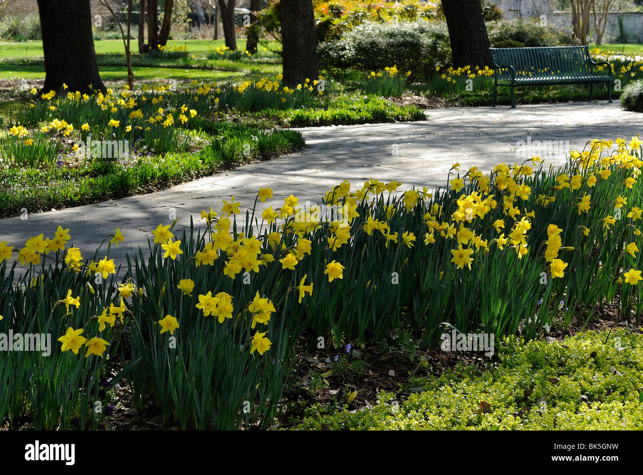 Flower bed of daffodils blooming in the Dallas Arboretum Park, Texas Stock Photo