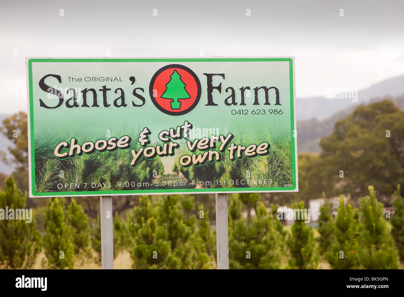 Santas Christmas Tree Farm below the Macquarie Pass National Park in New South Wales, Australia