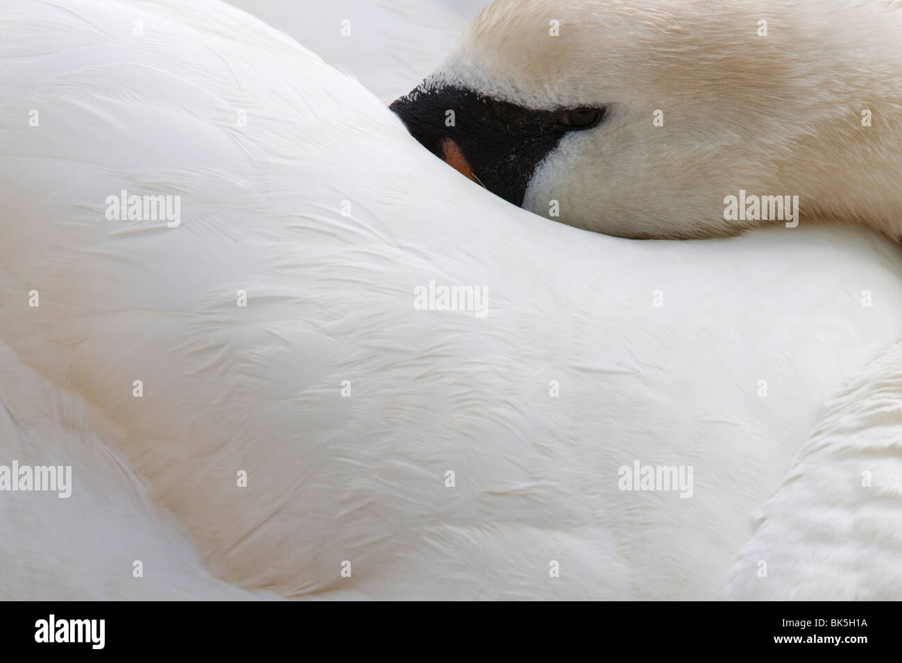 Mute swan (Cygnus olor), resting, Abbotsbury Swannery, Dorset, England, United Kingdom, Europe Stock Photo