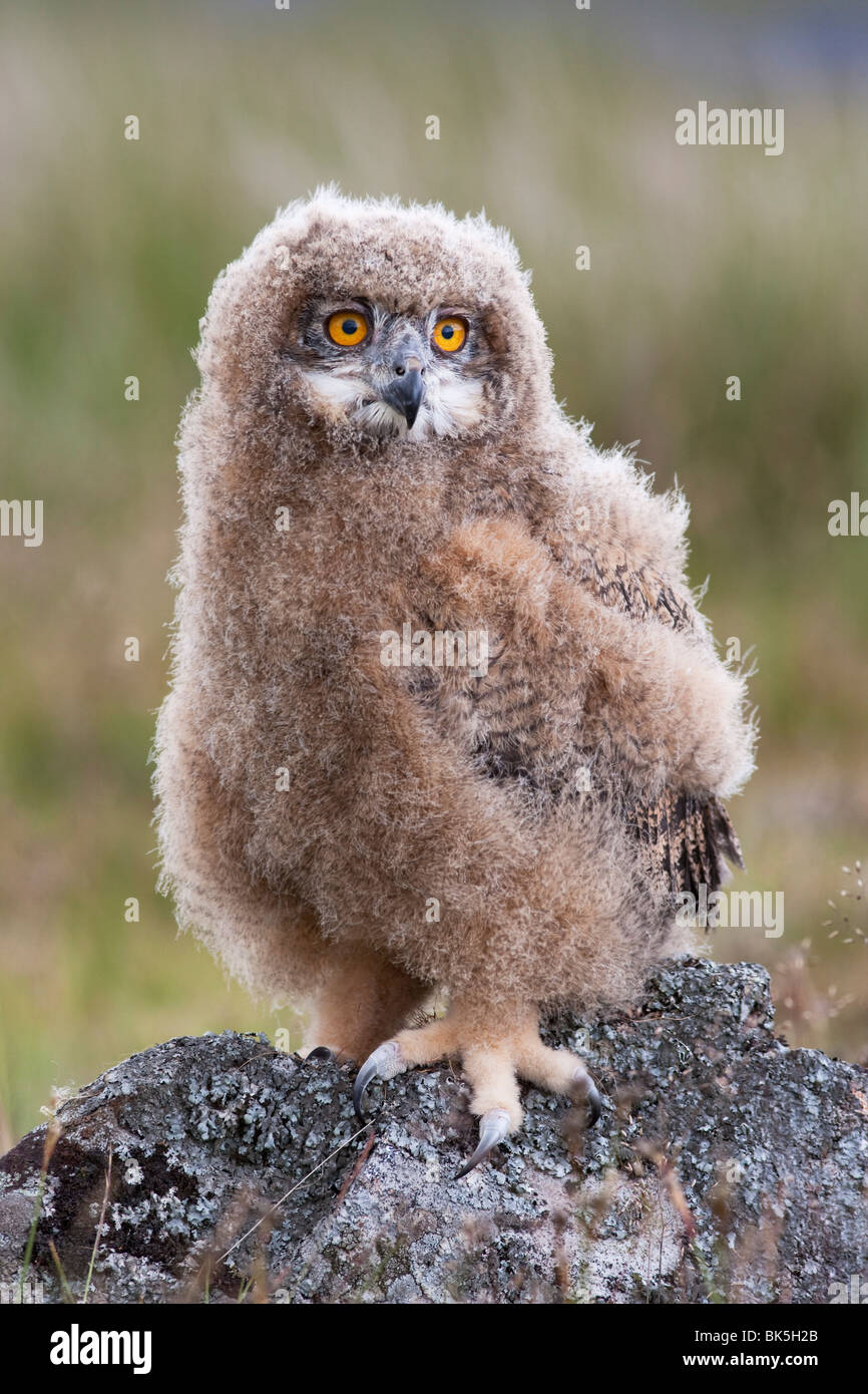 European eagle owl chick (Bubo bubo), captive, United Kingdom, Europe Stock Photo
