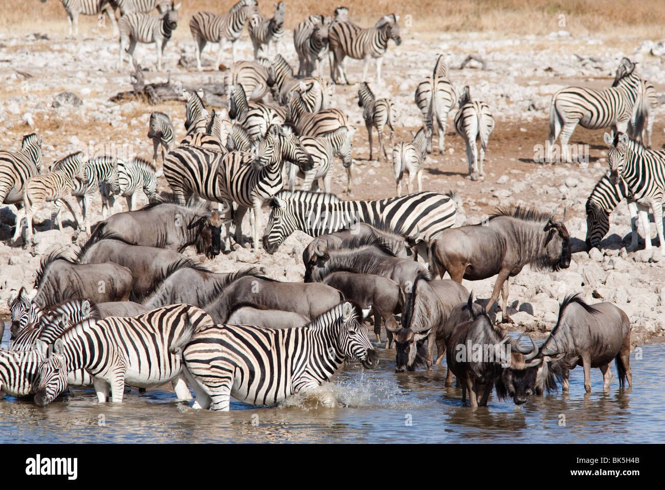 Burchell's (plains) zebra (Equus burchelli, at waterhole, Etosha National Park, Namibia. Africa Stock Photo