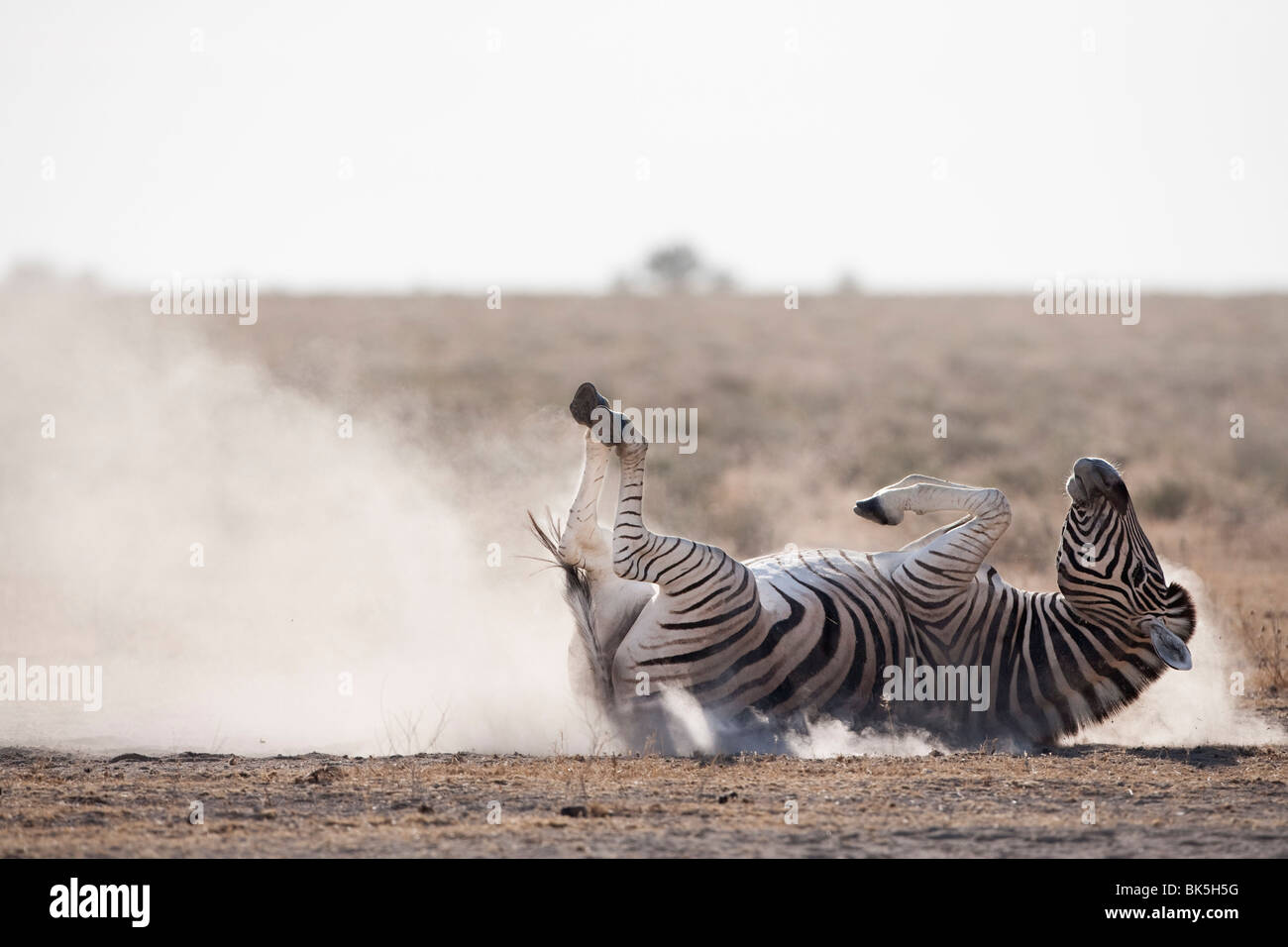 Burchell's zebra (Equus burchelli), dust bathing, Etosha National Park, Namibia, Africa Stock Photo