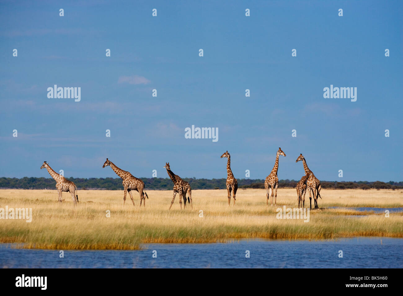 Giraffes (Giraffa camelopardalis), Etosha National Park, Namibia, Africa Stock Photo