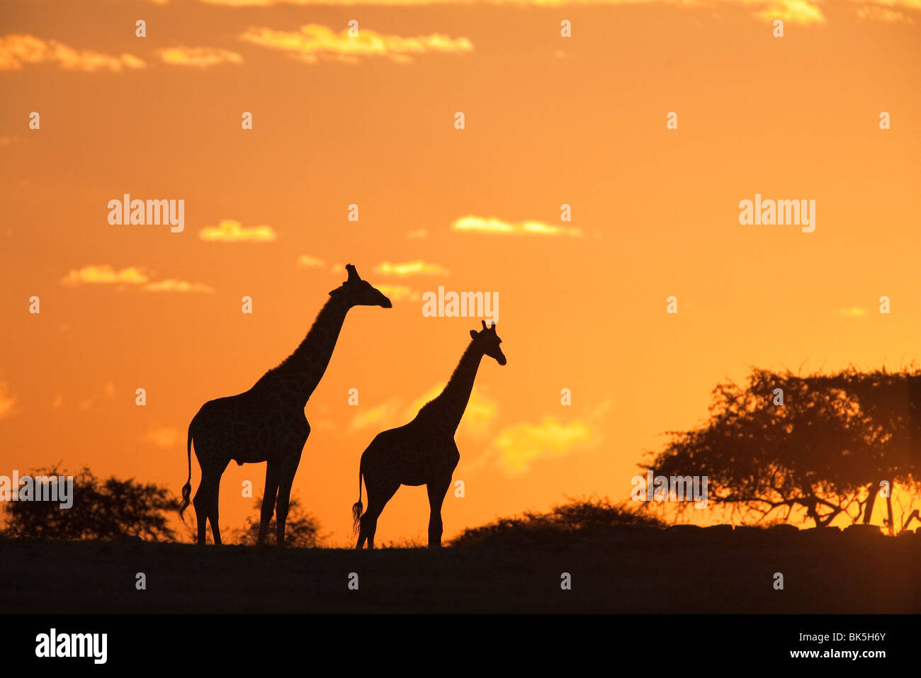 Giraffes (Giraffa camelopardalis), silhouetted at sunset, Etosha National Park, Namibia, Africa Stock Photo