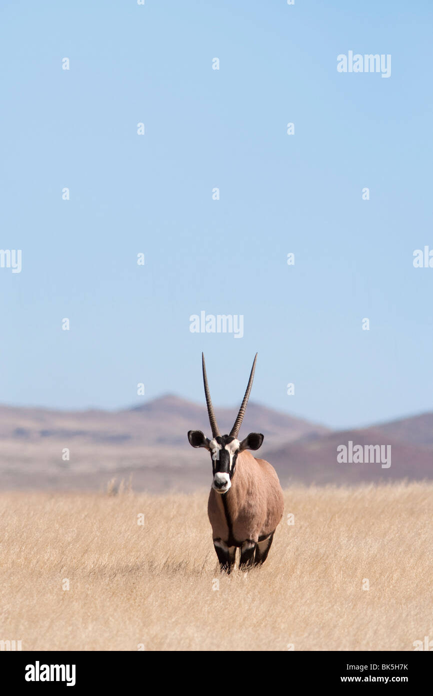 Gemsbok (Oryx gazella), Namib Desert, Namibia, Africa Stock Photo