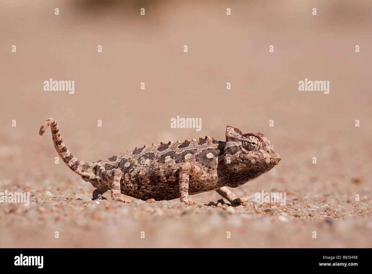 Namaqua chameleon (Chamaeleo namaquensis), Namib desert, Namibia, Africa Stock Photo