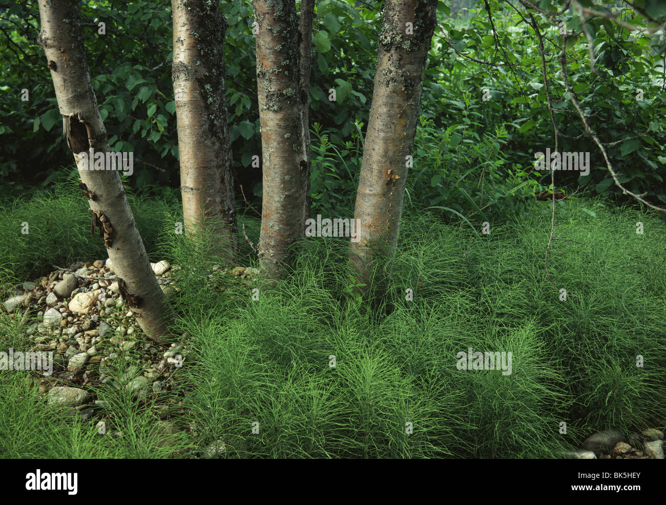 Near Sacheen Lake, USA, Washington State Stock Photo Alamy