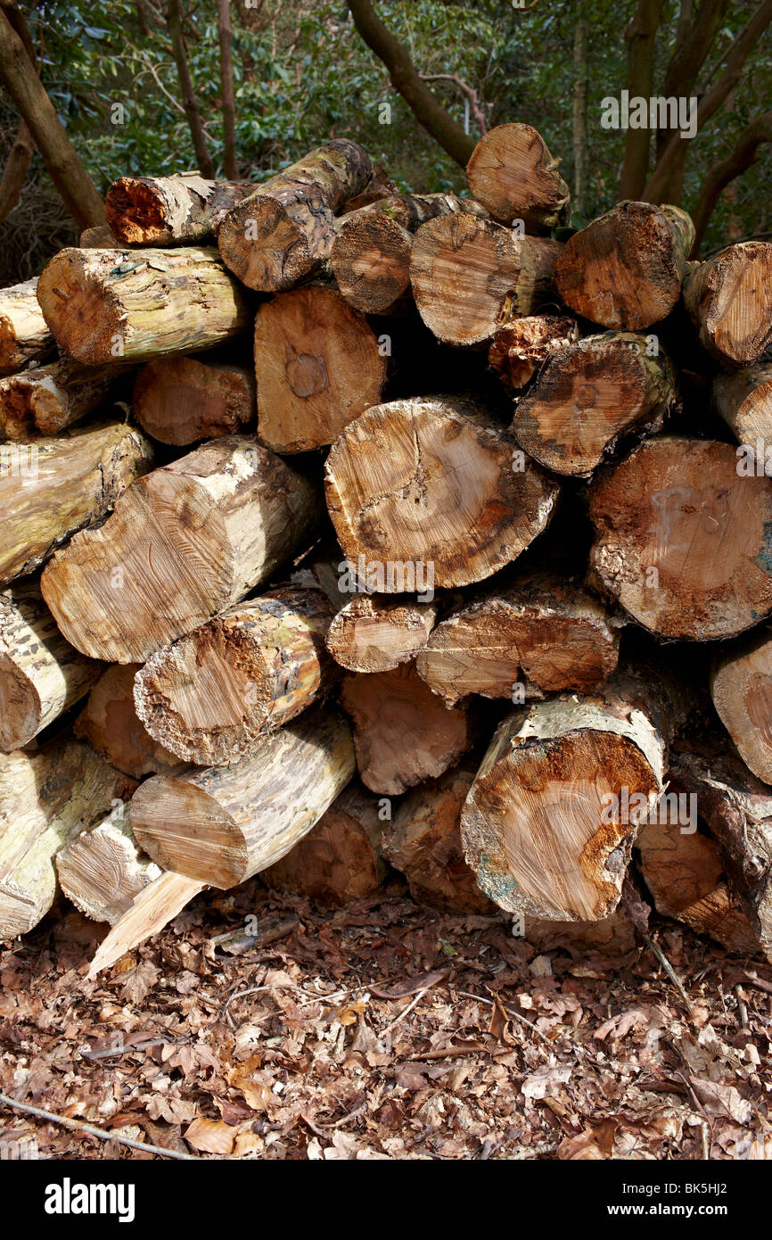 Pile of logs Stock Photo