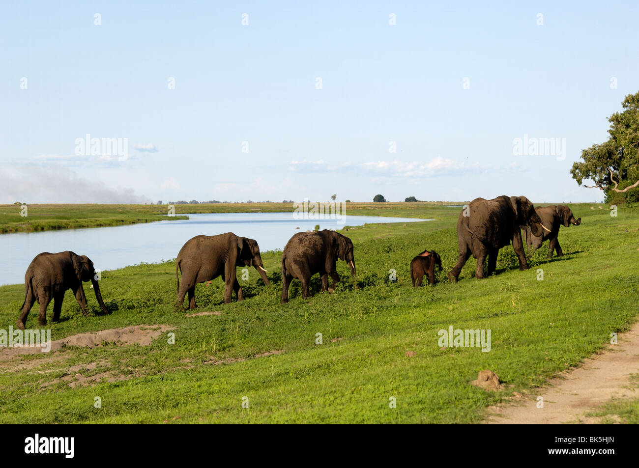 Elephants on river bank, Chobe National Park, Botswana, Africa Stock Photo