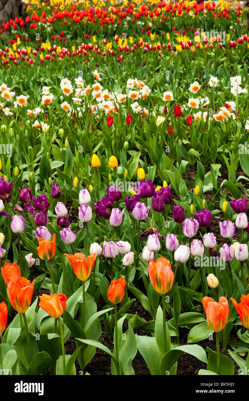 Mixed tulip and daffodil display inside the Mediterranean Biome at The