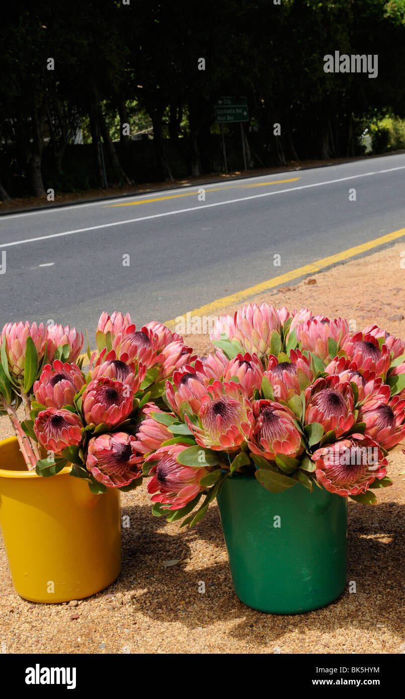 Protea flowers on sale at the roadside outside the Kirstenbosch Botanic gardens in Cape Town South Africa Stock Photo