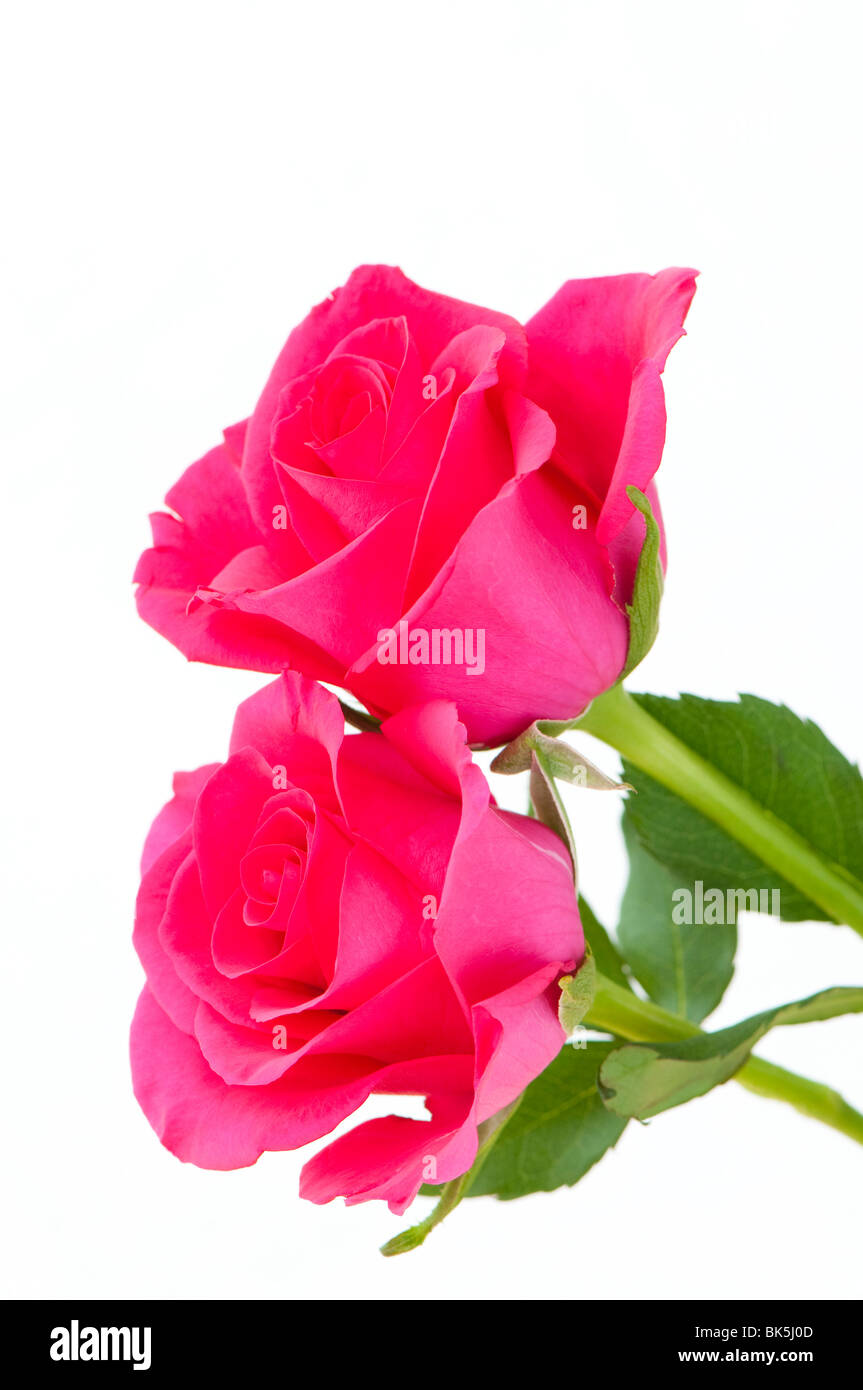 Two cerise pink roses in bloom against a white background Stock Photo
