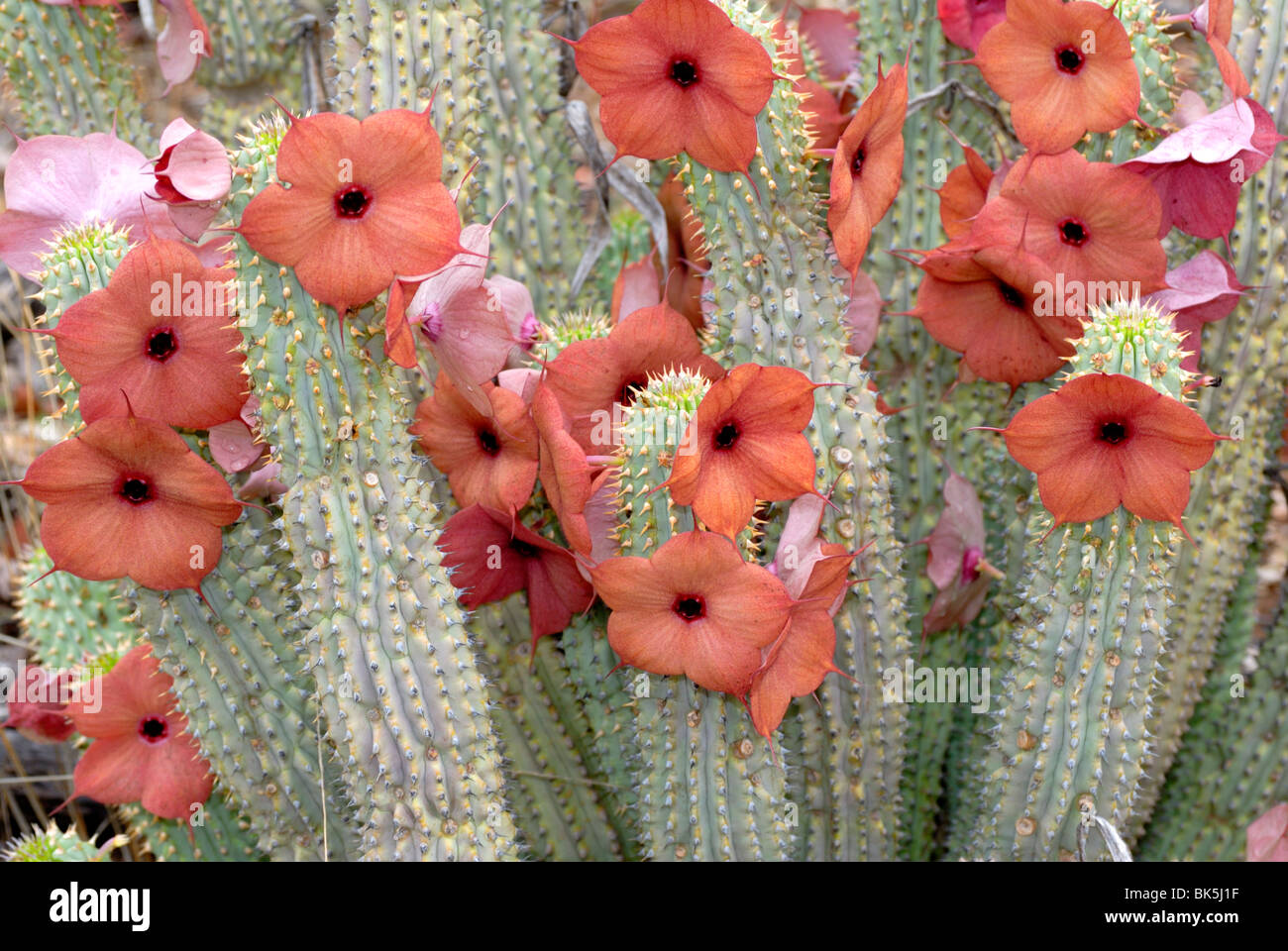 Hoodia lugardia, Botswana, Africa Stock Photo