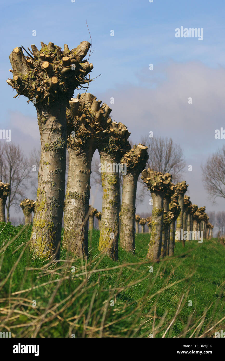 Pollard Willow trees on a Dutch dike Stock Photo Alamy
