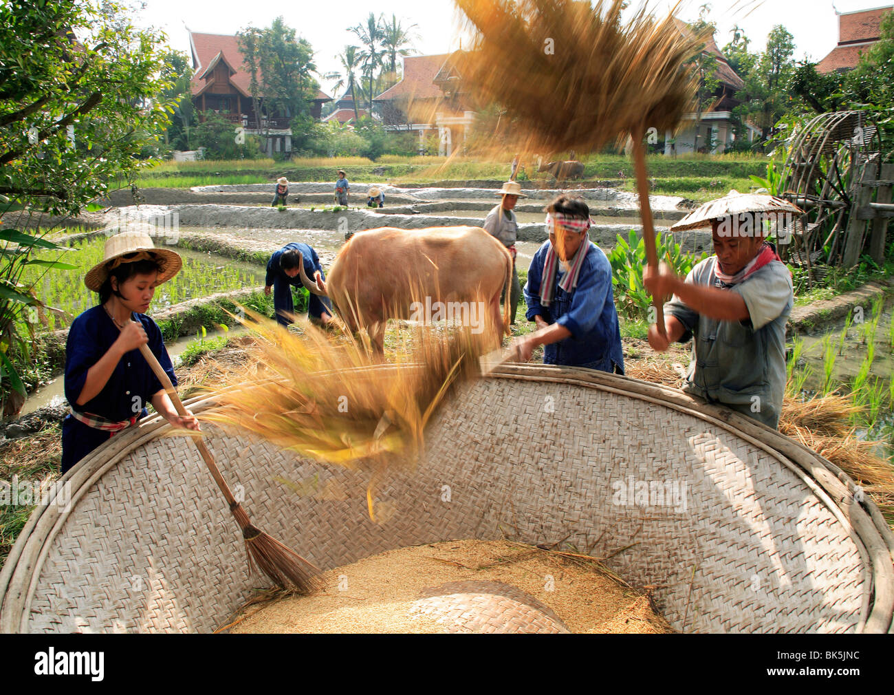 Farmers in rice field, Thailand, Southeast Asia, Asia Stock Photo