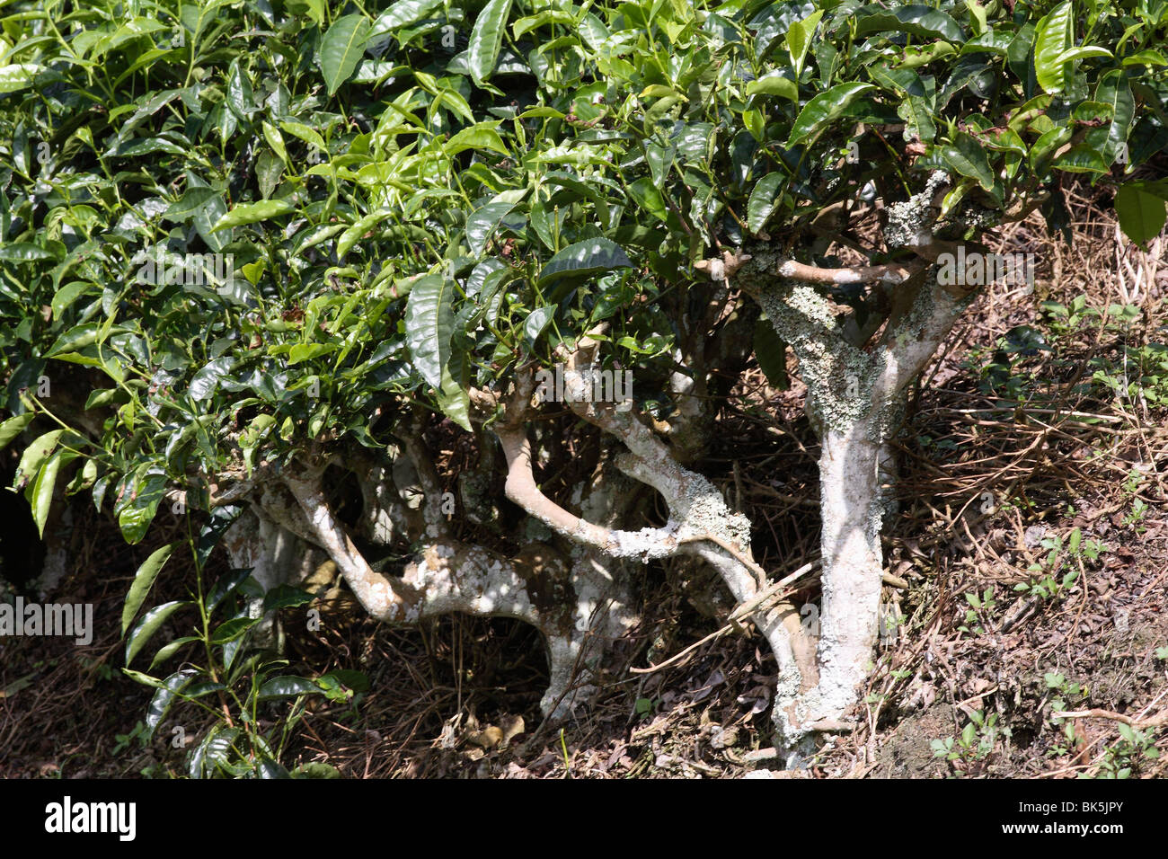 View of BOH Tea Plantation, Cameron Highlands, Malaysia, Southeast Asia, Asia Stock Photo