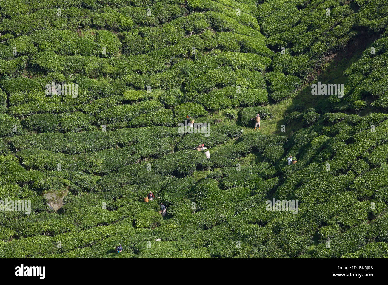 View of BOH Tea Plantation, Cameron Highlands, Malaysia, Southeast Asia ...