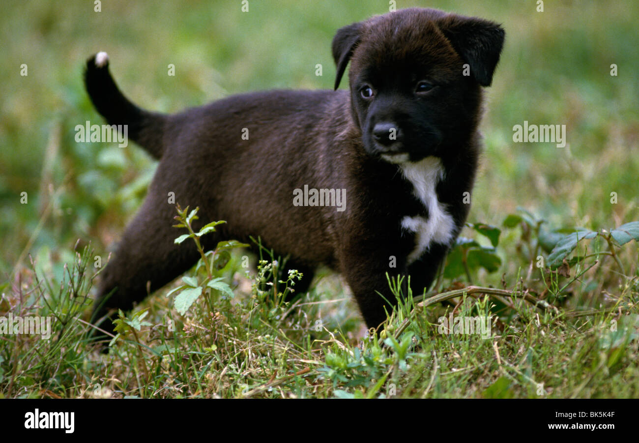 Black puppy on grass Stock Photo - Alamy
