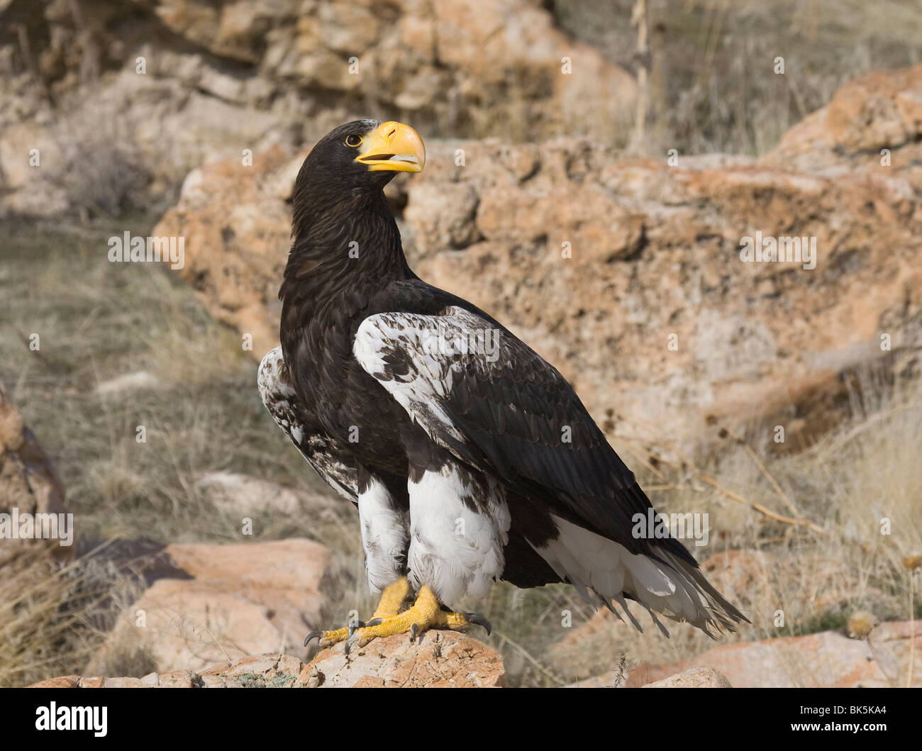 Steller's Sea Eagle Stock Photo - Alamy