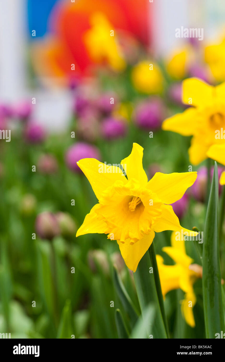 Daffodil 'Magnificence' in bloom' at The Eden Poject in Cornwall Stock Photo