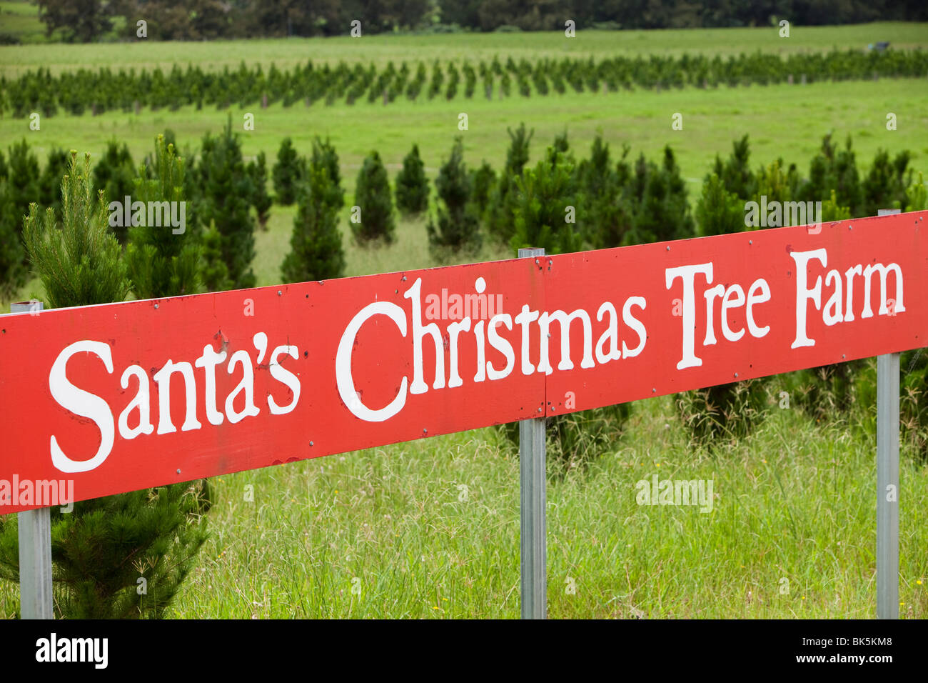 Santas Christmas Tree Farm below the Macquarie Pass National Park in New South Wales, Australia