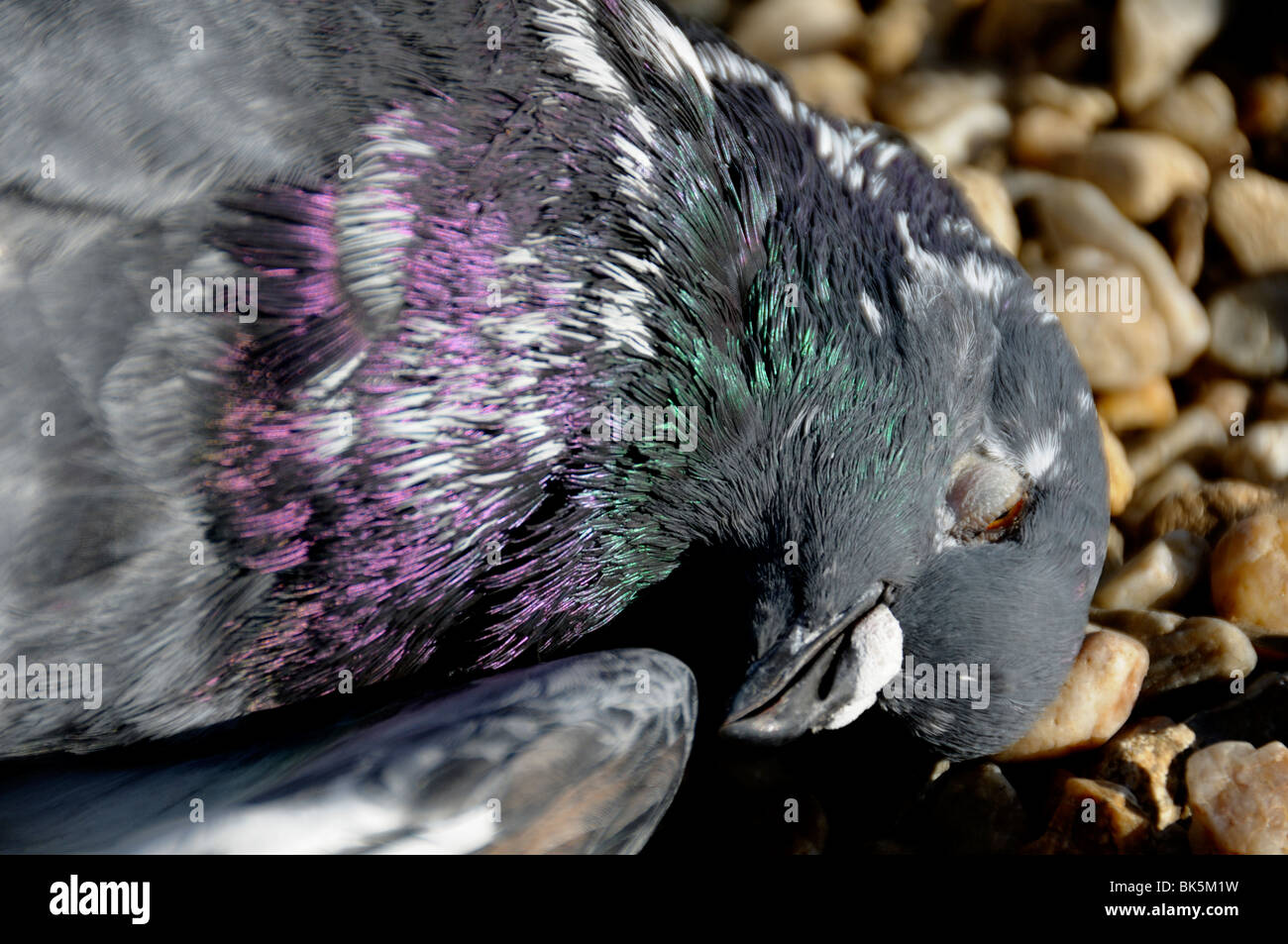 Stock photo of a dead pigeon Stock Photo Alamy