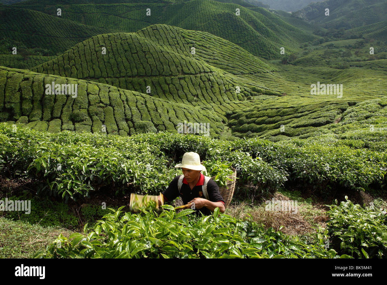 Tea harvesting at BOH Tea Plantation, in Cameron Highlands, Malaysia ...