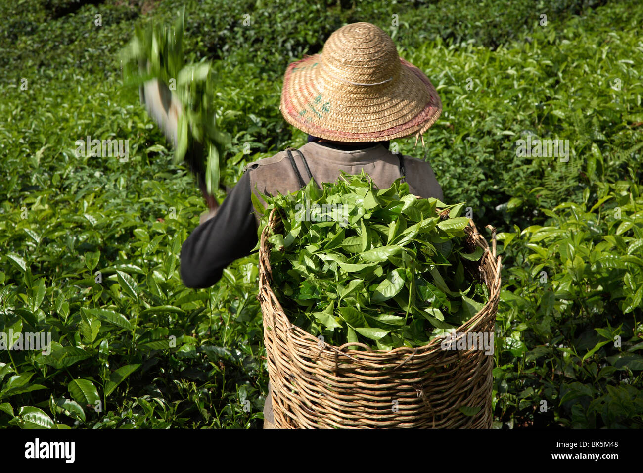 Tea harvesting at BOH Tea Plantation, in Cameron Highlands, Malaysia, Southeast Asia, Asia Stock