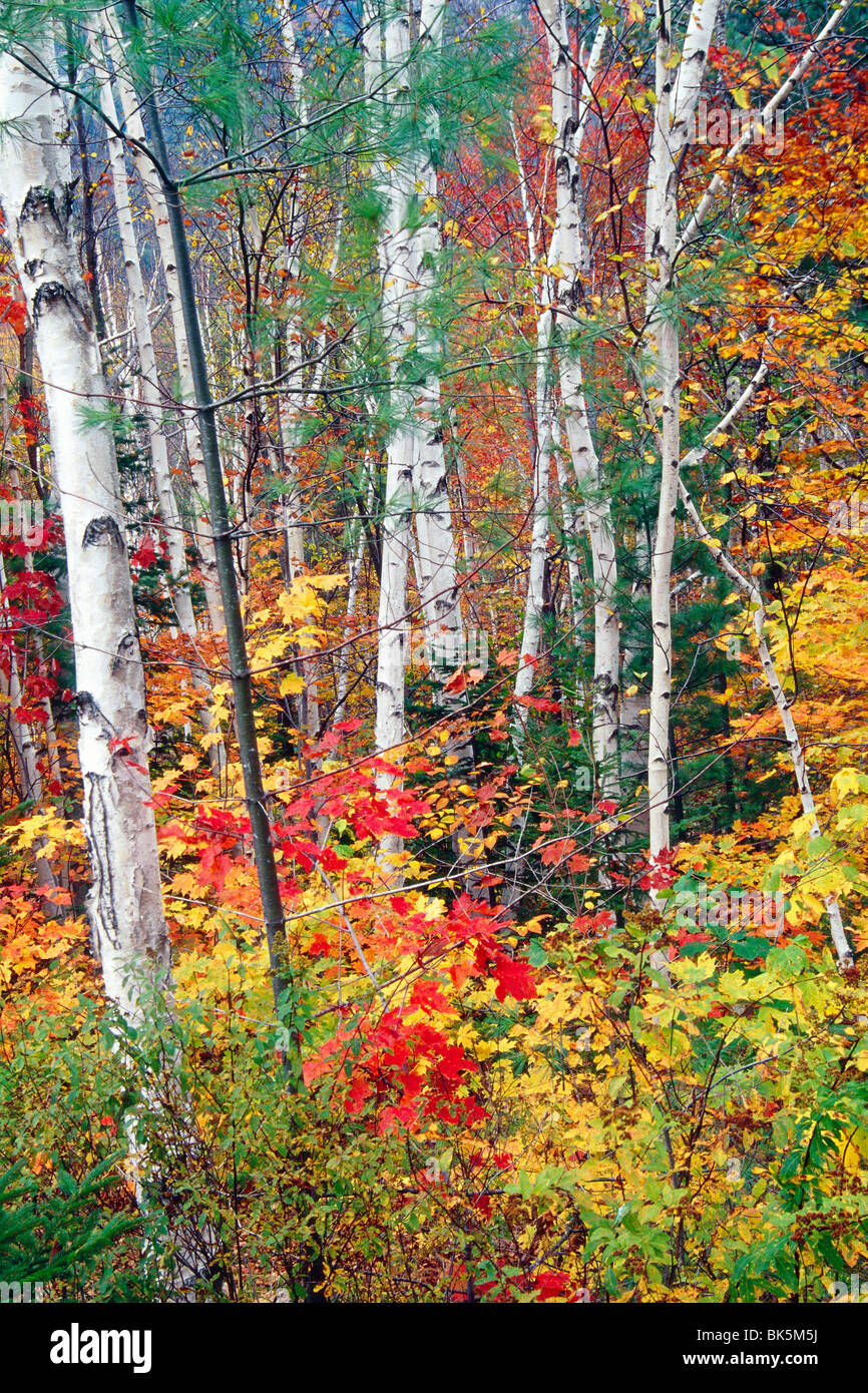 White Barks and Colorful Leaves, White Mountains,New Hampshire Stock Photo