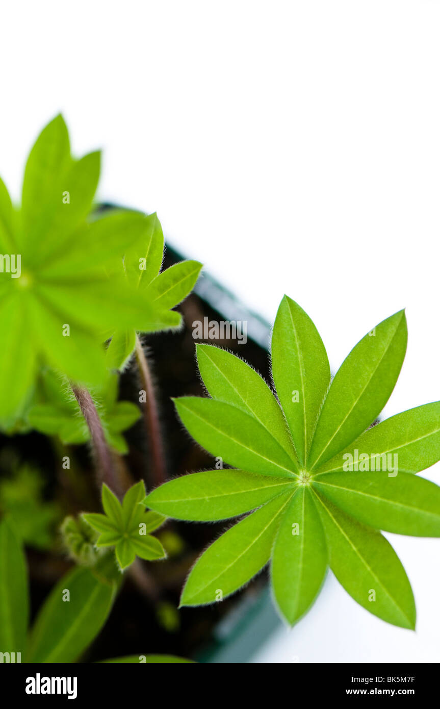 Leaves on a young Lupin 'Gallery Blue' plant Stock Photo