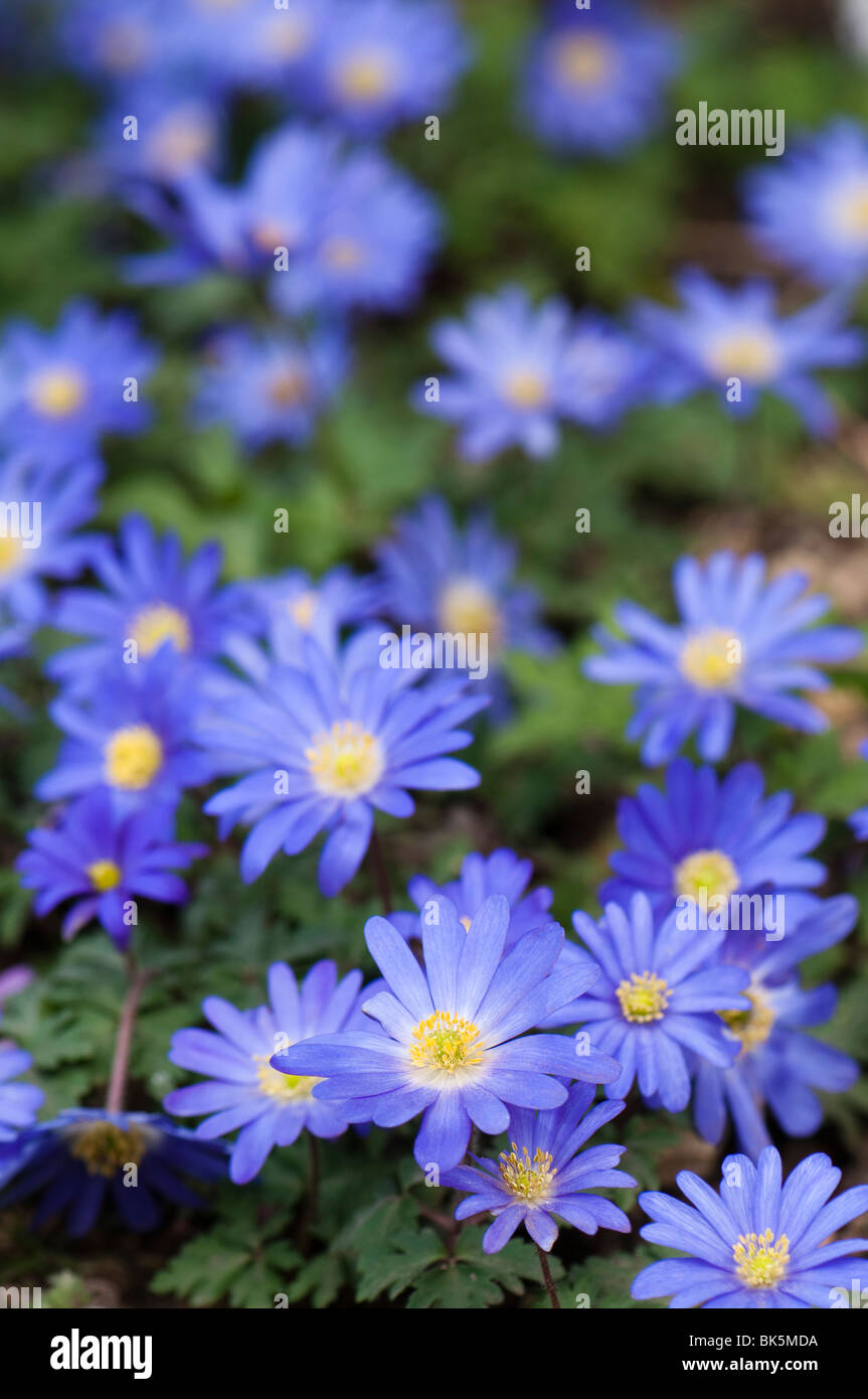 Anemone blanda blue hires stock photography and images Alamy