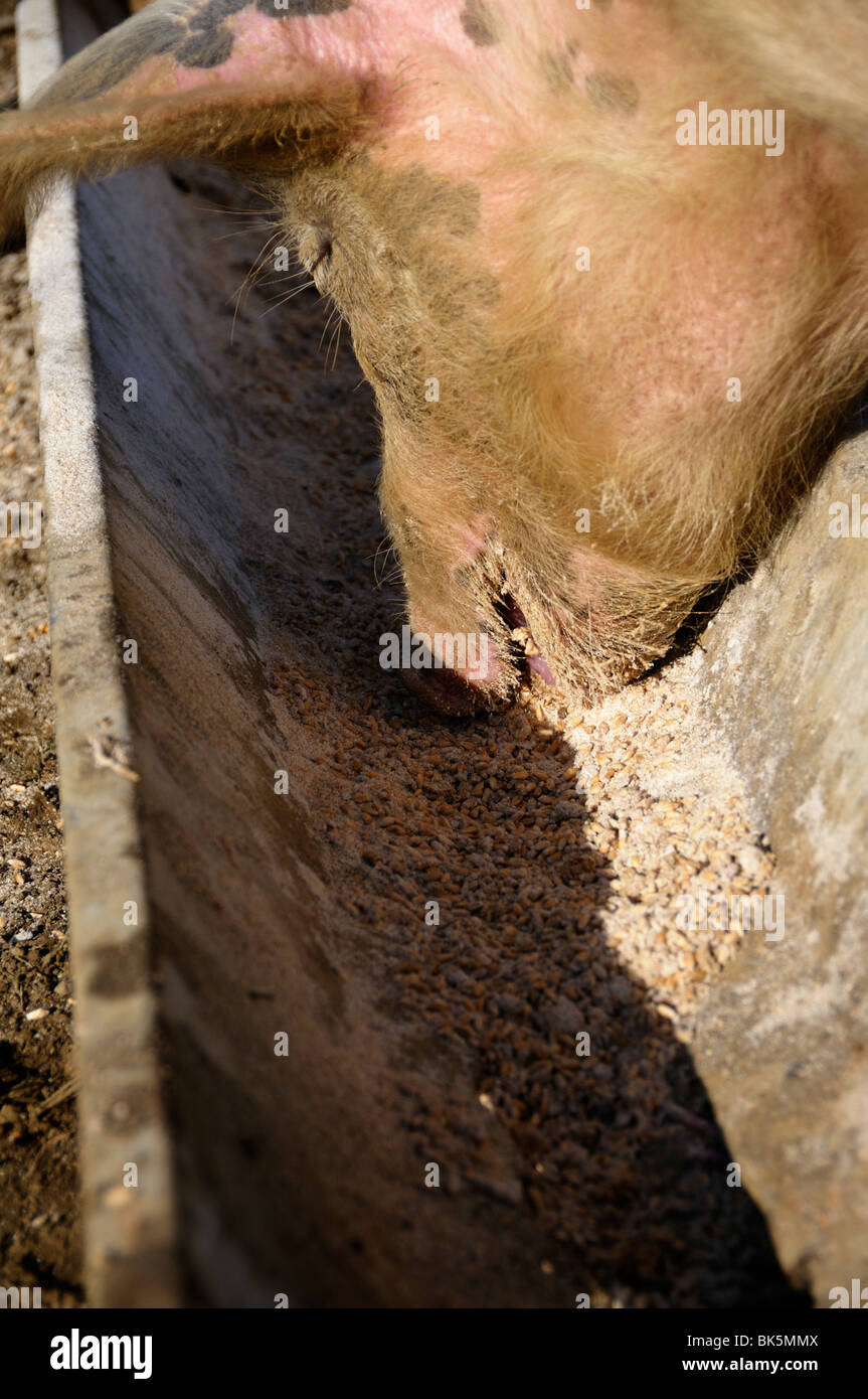 Stock photo of pigs feeding from a trough Stock Photo Alamy