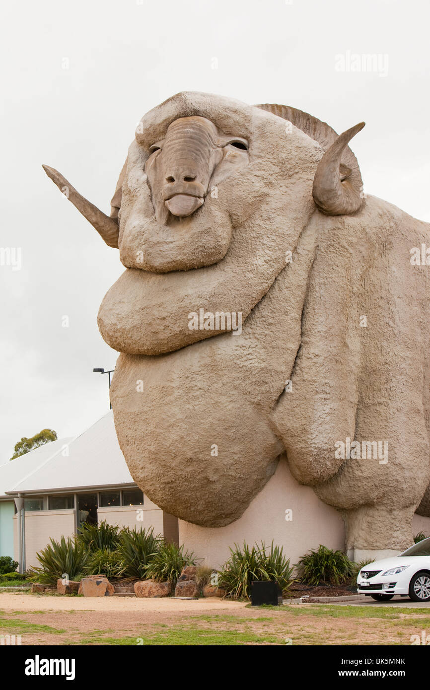 Giant merino online