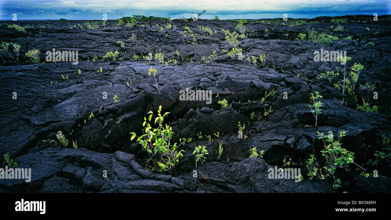 Lava field and plant regrowth, Savaii, Samoa Stock Photo - Alamy