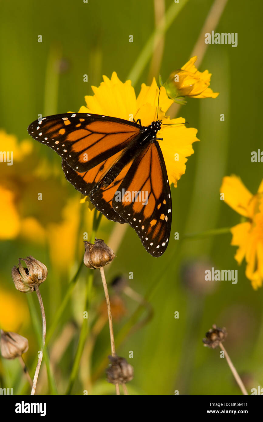 Monarch Butterfly (Danaus plexippus) on a yellow flower Stock Photo - Alamy
