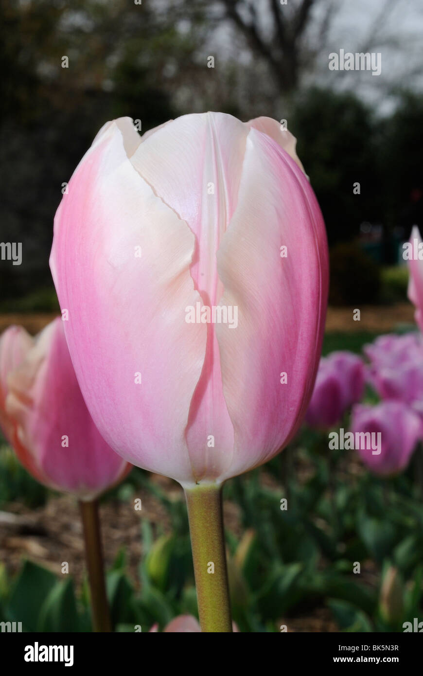 Pink tulip in the Dallas Arboretum Park, Texas Stock Photo