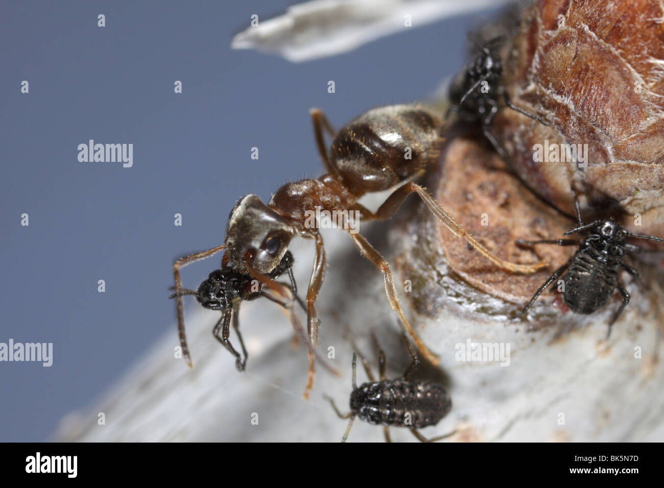 Ants (Lasius niger, Black Garden Ant) tending to aphids (Lachnus roboris) on an oak tree. The ant carries the aphid. Stock Photo