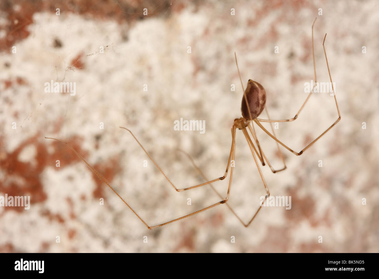 Is It A Cellar Spider Or Daddy Long Legs Hanging Around Your